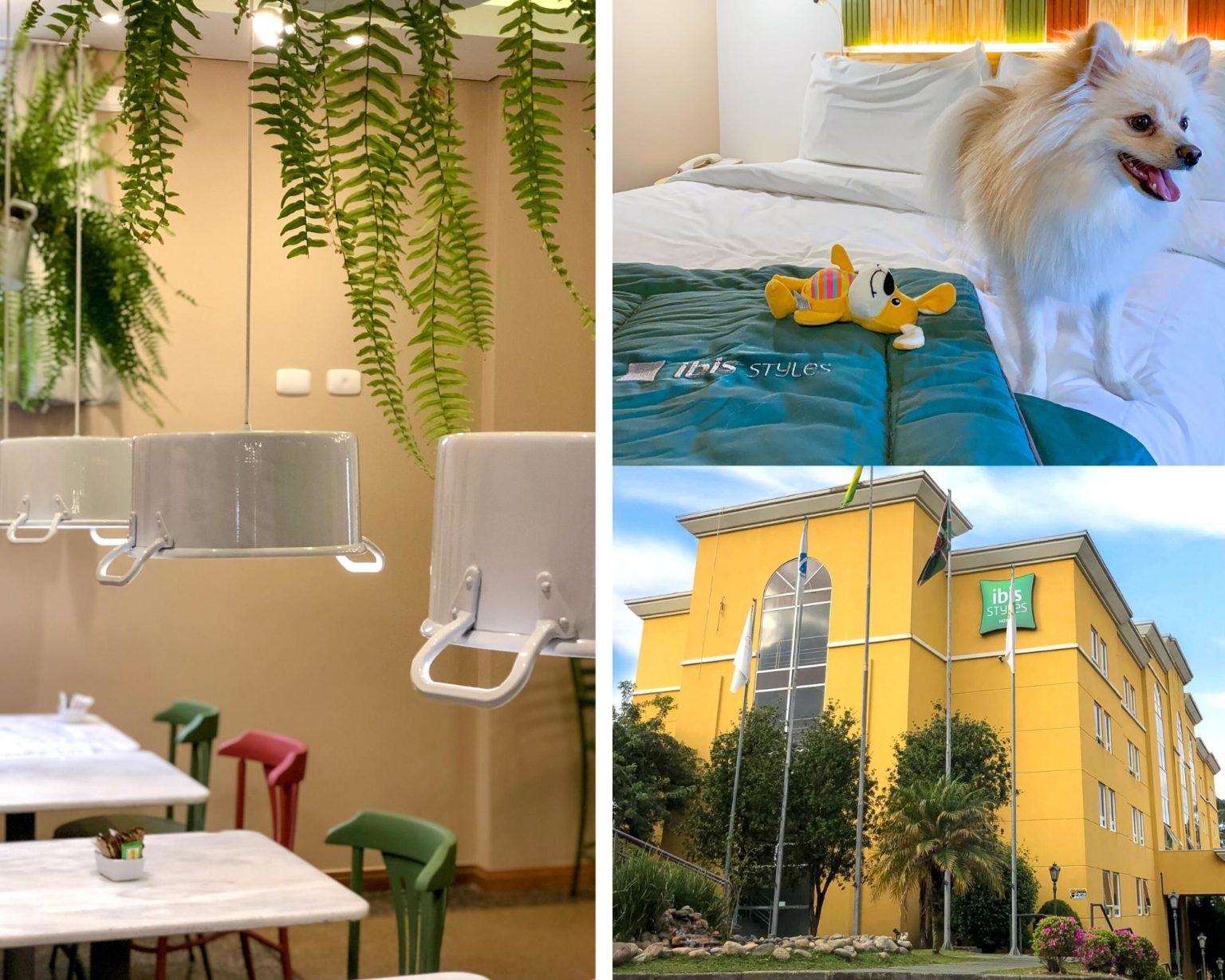 Hotel pet friendly em Curitiba seu cãozinho um verdadeiro hóspede ...