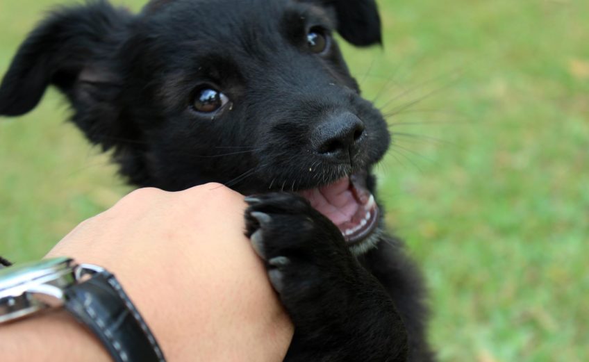 Prefeitura realiza evento de adoção de cães em parceria com o Shopping Curitiba e Hiper Zoo