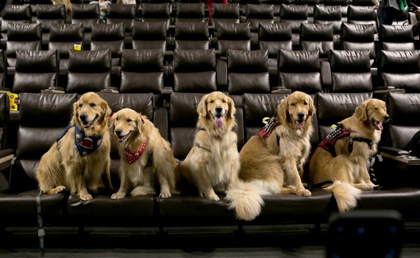 Sessão de cinema pet friendly no Shopping Curitiba